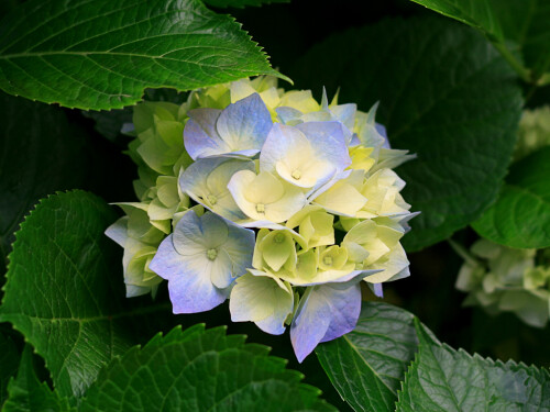 Hydrangeas.jpeg